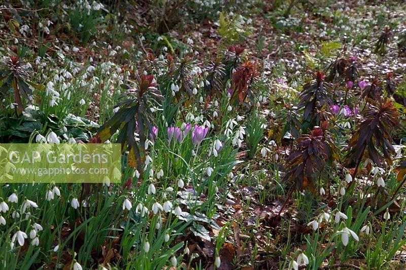 Early spring border with Galanthus nivalis - Snowdrops, Crocus and Euphorbia amygdaloides - Spurge