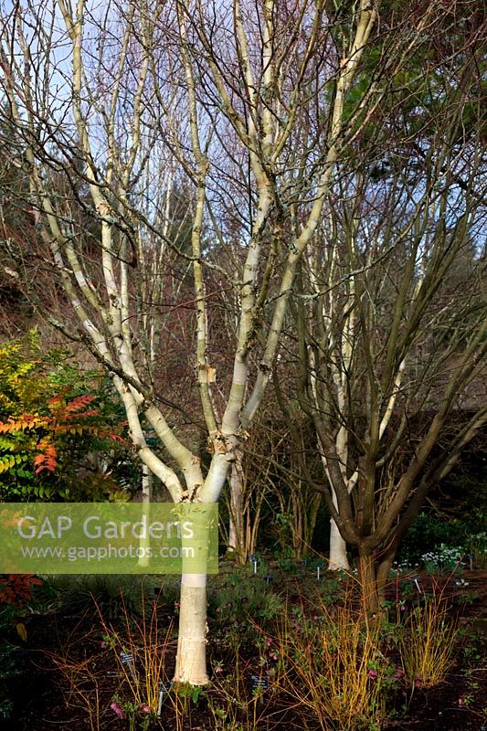 The winter garden at RHS Rosemoor  a group of Betula utilis var. jacquemontii 'Silver Shadow' AGM with an Acer davidii 'Serpentine'