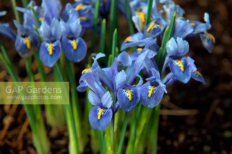 Iris 'Alida'  - Reticulata -  in February