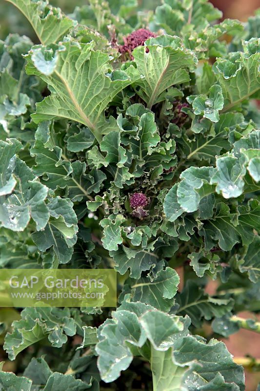 Brocolli - Brassica oleracea  - Italica Group -  'Red Arrow' AGM