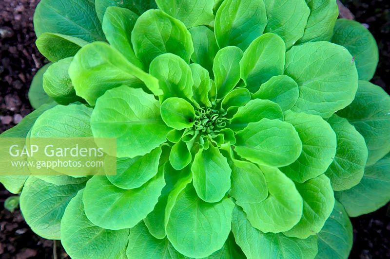 Lactuca sativa - Salanova lettuce - 'Descartes' Butterhead Lettuce