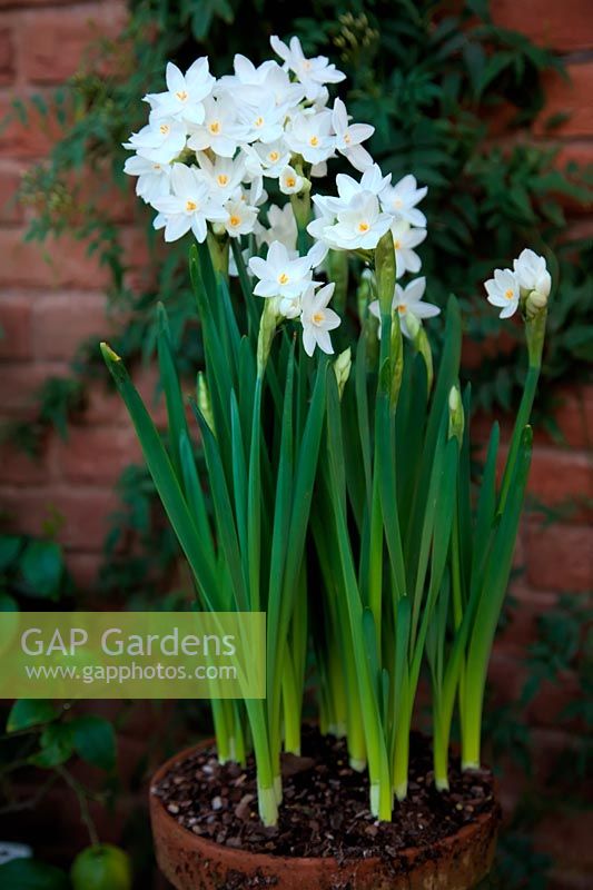 the scented Narcissus papyraceus 'Ziva'  - 8 - 