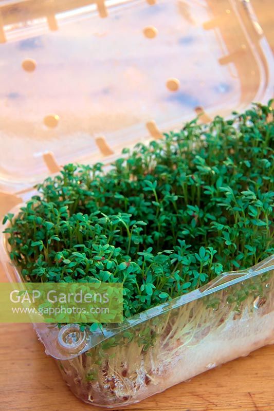 Cress - Lepidium sativum growing on a windowsill in a recycled fruit container which makes a perfect mini greenhouse