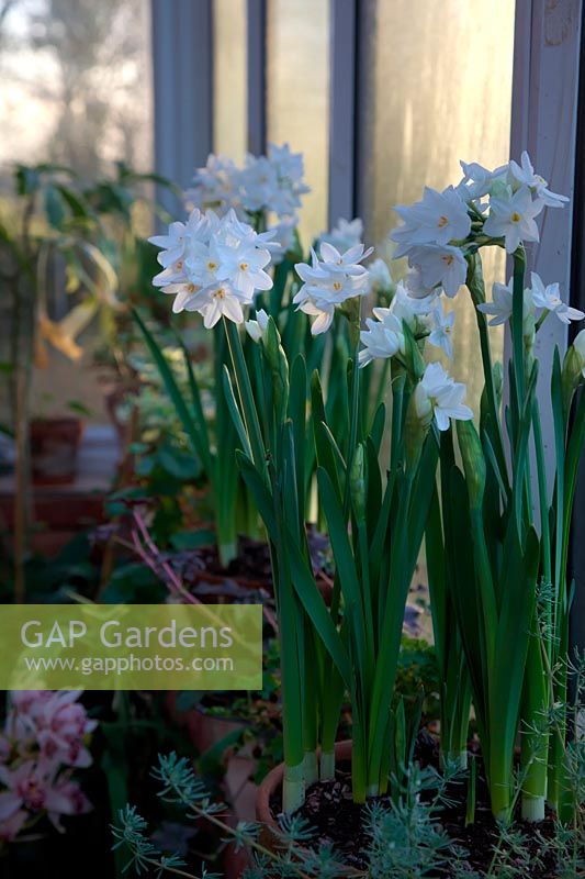 the scented Narcissus papyraceus 'Ziva'  - 8 -  growing on a conservatory windowsill - early morning light