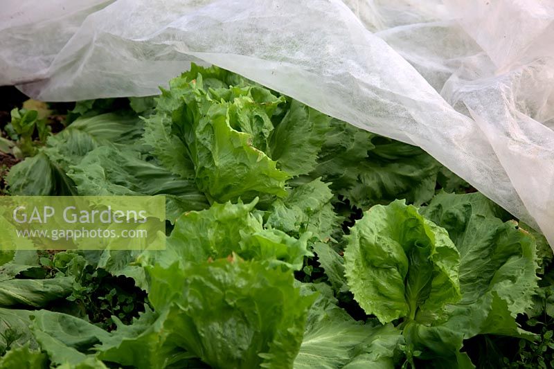 Overwintering Leaf Chicory in a greenhouse and under a fleece - Cichorium 'Cornet de Bordeaux'