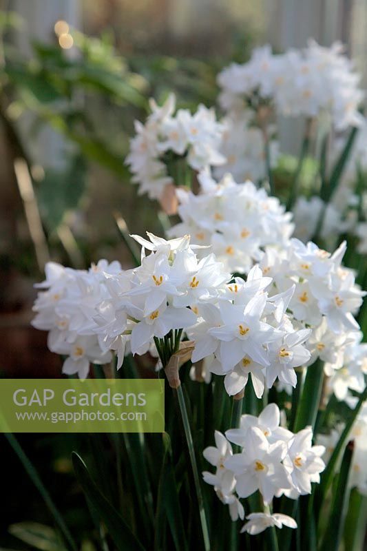 the scented Narcissus papyraceus 'Ziva'  - 8 -  - morning light