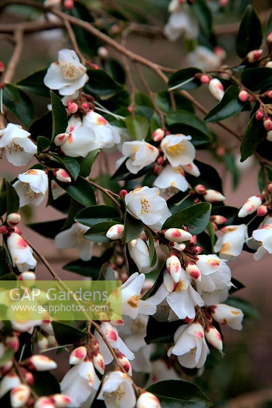 Camellia transnokoensis AGM in March