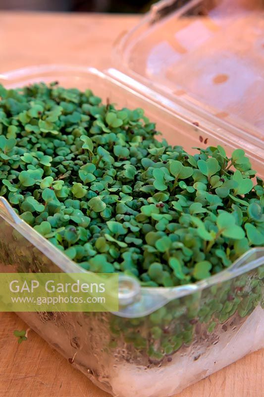 Growing salad mustard - Brassica - in re-used food container - tomato or fruit container which acts as a mini-greenhouse
