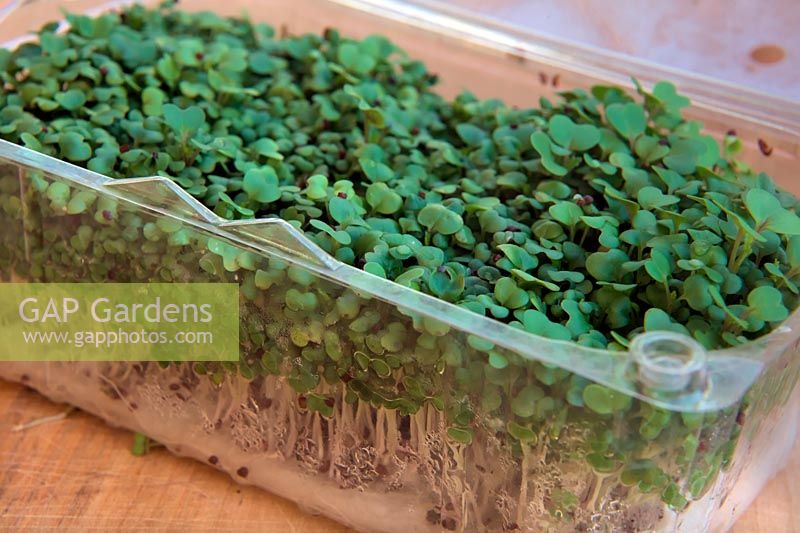 Growing salad mustard - Brassica - in re-used food container - tomato or fruit container which acts as a mini-greenhouse