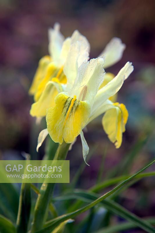 Iris bucharica with morning frost in spring