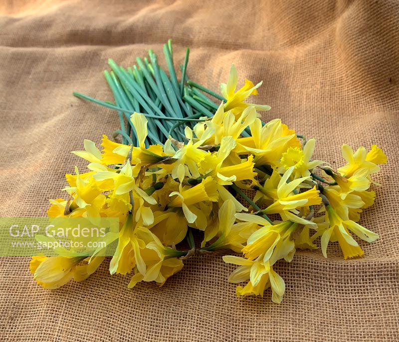 Narcissus pseudonarcissus  - 13 -  - picked and on hessian sacking