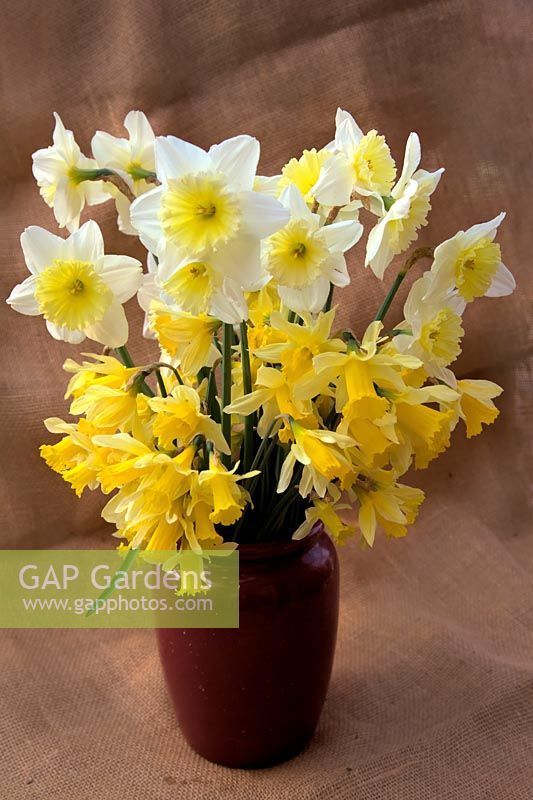 Narcissus pseudonarcissus  - 13 -  with Narcissus 'Ice Follies'  - 2 -  AGM in a vase against hessian sacking