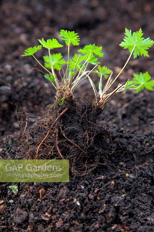 Dividing herbaceous Geranium in spring as plant comes into growth