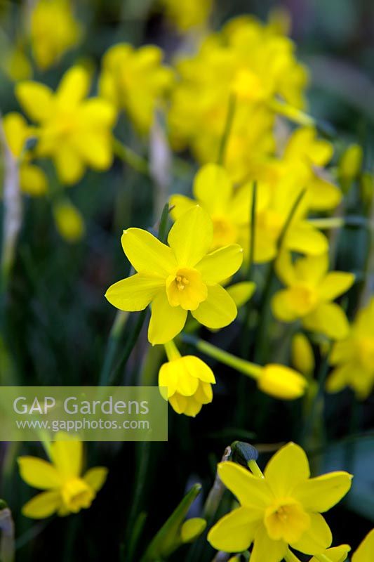 Narcissus 'Twinkling Yellow'  - 7 -  AGM