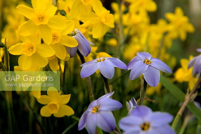 Ipheion 'Rolf Fiedler' AGM with Narcissus 'Twinkling Yellow'  - 7 -  AGM
