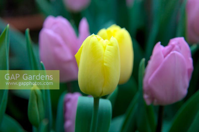 Tulipa 'Yokohama'  - 3 -  with Tulipa 'Candy Prince'  - 1 -  behind