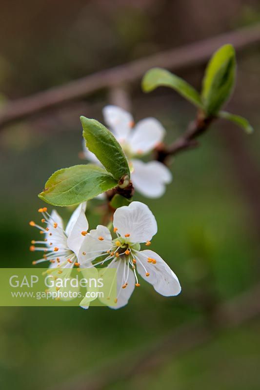 Blossom on Plum - Prunus domestica 'Excalibur'  - D - 