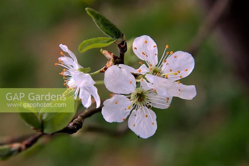 Prunus domestica 'Excalibur'  - D -  blossom