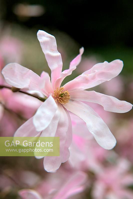 Magnolia x loebneri 'Leonard Messel' AGM