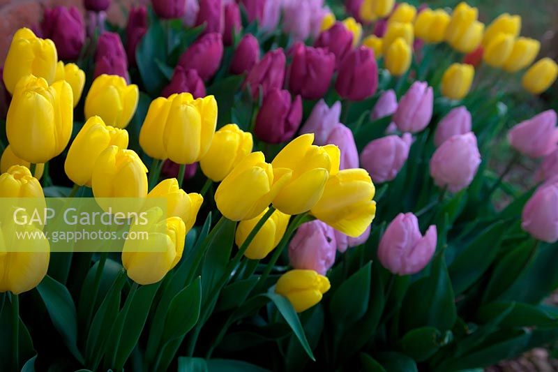 Tulipa 'Candy Prince'  - 1 -  with Tulipa 'Yokohama'  - 3 -  and Tulipa 'Purple Prince'  - 5 - 