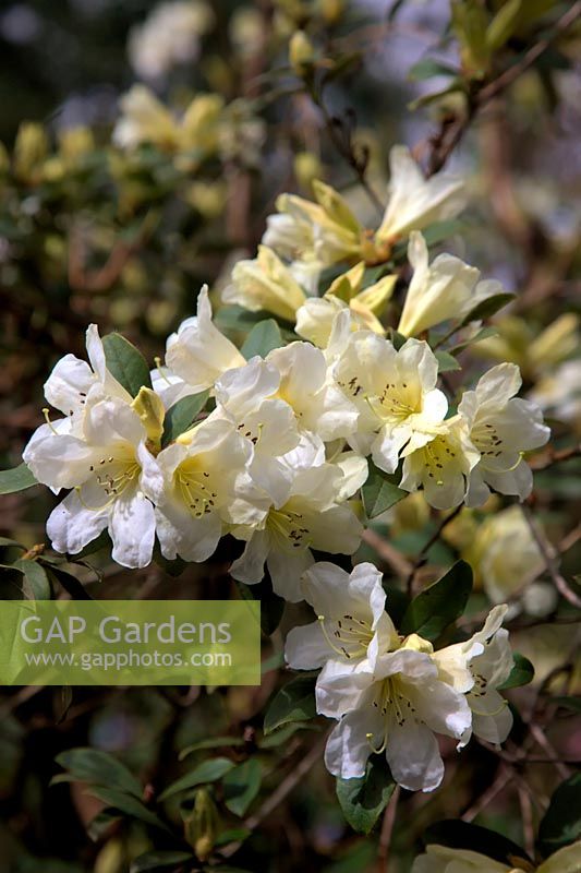 Rhododendron johnstoneanum