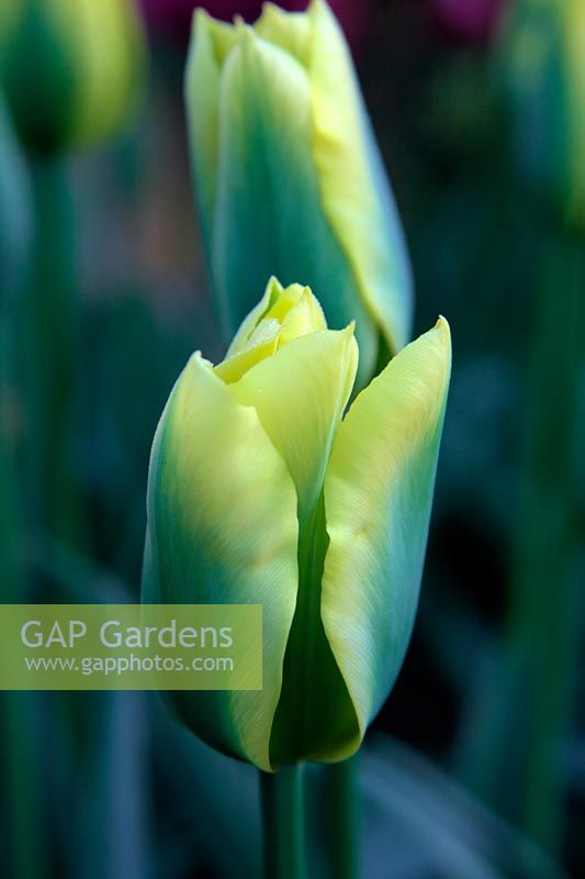 Tulipa 'Yellow Springgreen'  - 8 - 