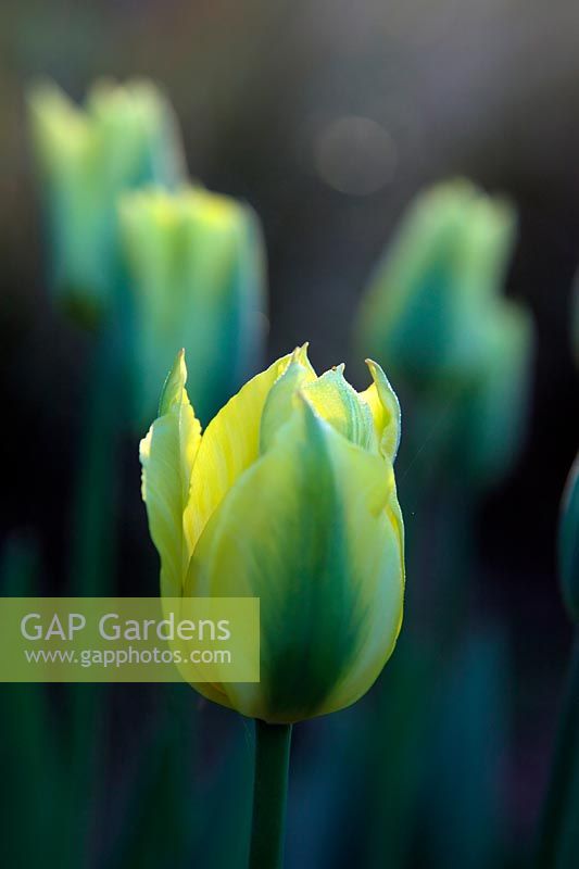 Tulipa 'Yellow Springgreen'  - 8 -  at sunrise