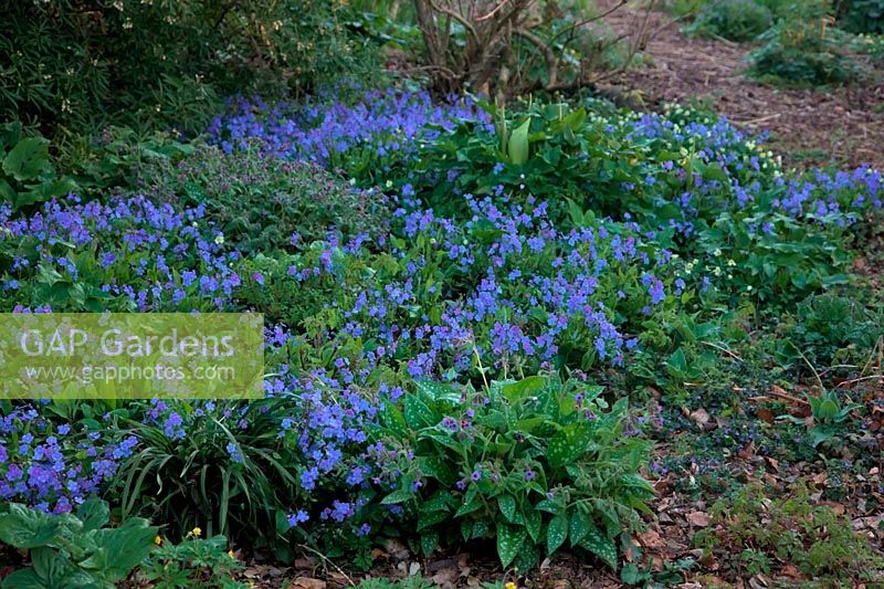 Woodland ground cover in spring Omphalodes cappadocica 'Cherry Ingram' AGM