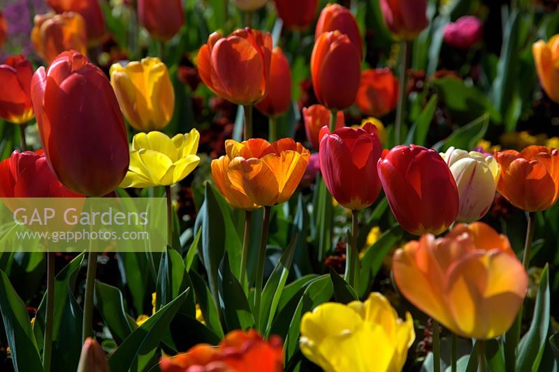 Tulipa - colourful red and orange tulips