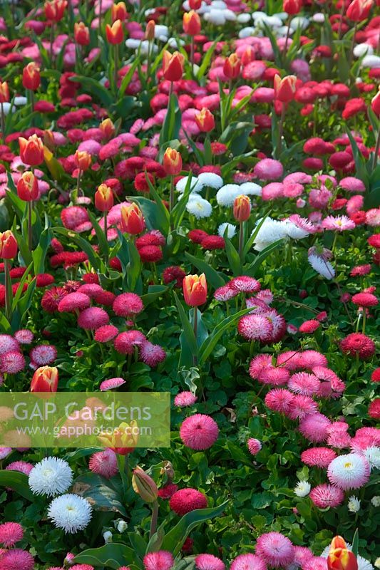 Colourful spring park bedding with Tulips and Daisies - Bellis