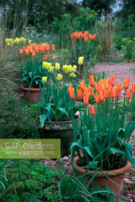 Tulipa 'Ballerina'  - 6 -  AGM and Tulipa 'Yellow Springgreen'  - 8 -  in pots to add interest in the garden