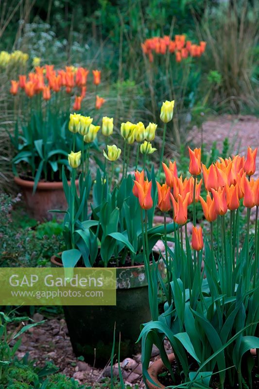 Tulipa 'Ballerina'  - 6 -  AGM and Tulipa 'Yellow Springgreen'  - 8 -  in pots to add interest in the garden