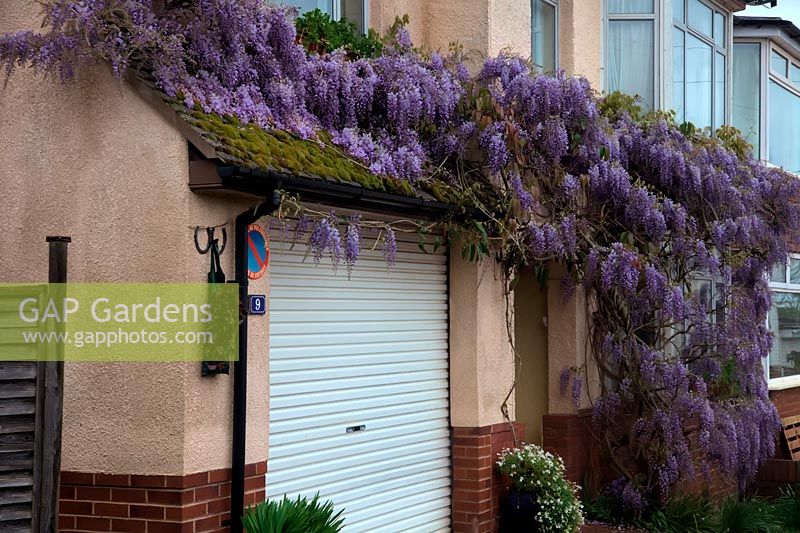 Wisteria sinensis draped over the front of a suburban house