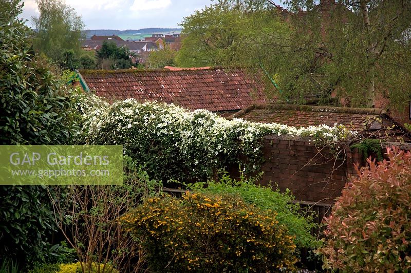 Urban gardenscape with Coronilla glauca and Clematis montana alba draped over a brick wall