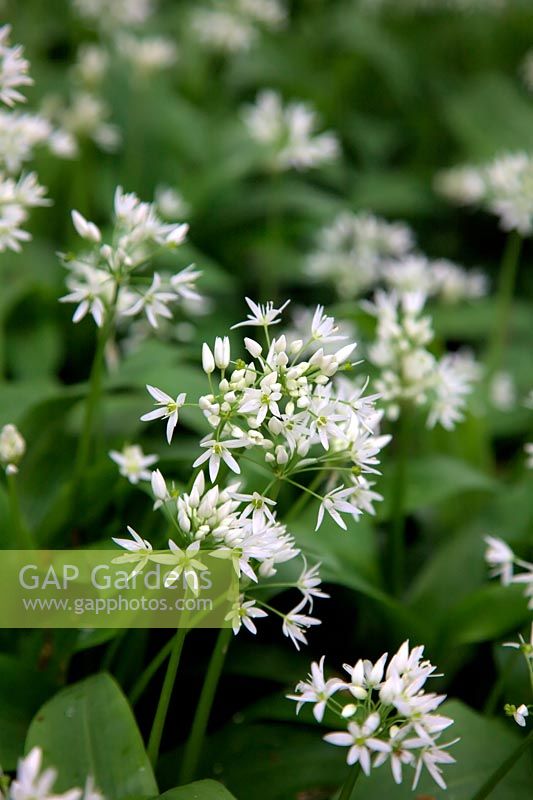 Wild Garlic or Ramsons, Allium ursinum forms a complete ground cover during early spring on the woodland floor
