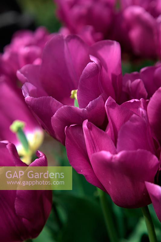 Tulipa 'Passionale'  - 3 -  AGM
