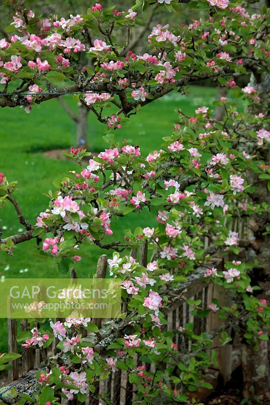 Malus domestica 'Red Miller's seedling'  - D -  espalier on MM106 rootstock