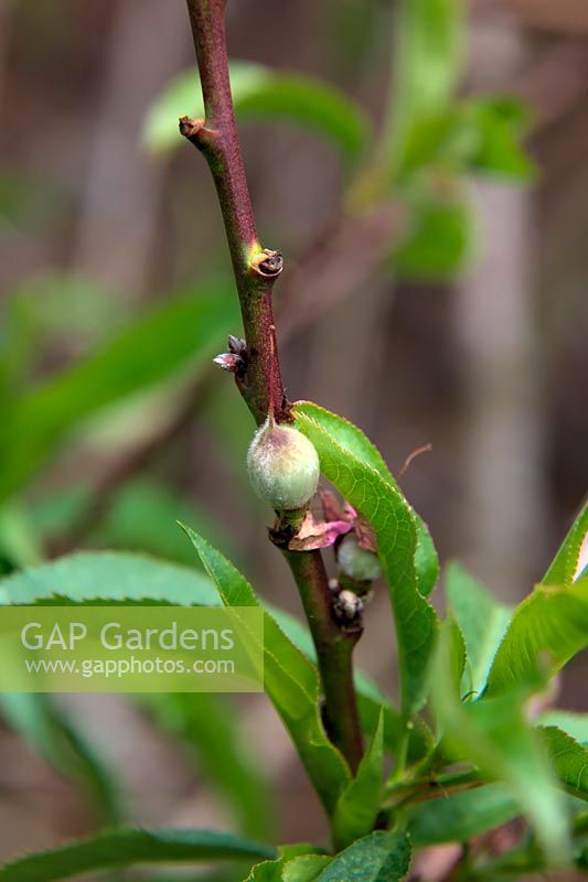 Prunus persica 'Peregrine'  - F -  AGM Fruit set on peach