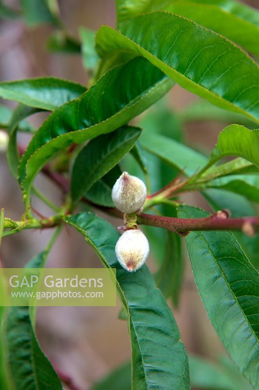 Prunus persica 'Rochester'  - F -  AGM fruit set on peach