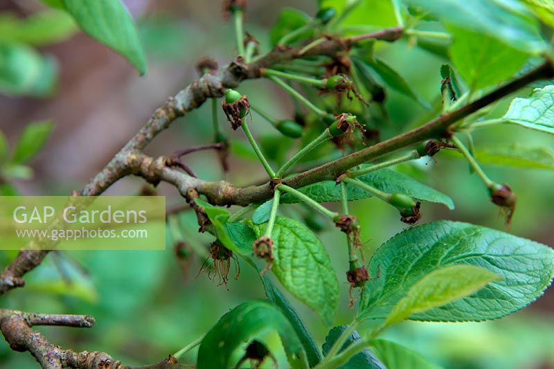 Prunus domestica 'Victoria'  - D -  AGM fruit set on Plum