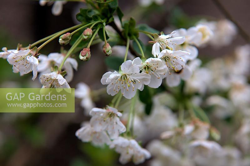 Prunus cerasus 'Morello'  - C -  AGM blossom on cherry
