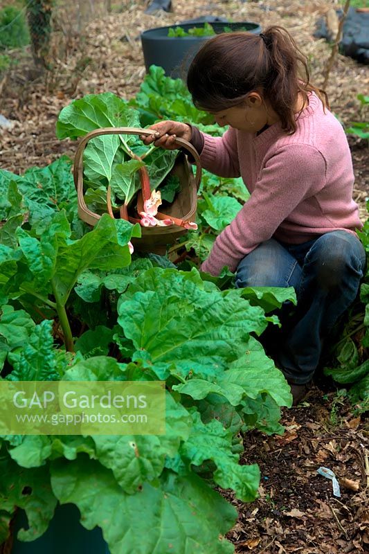 Woman gardener picking harvesting Rhubarb - Rheum x hybridum 'Timperley Early' AGM