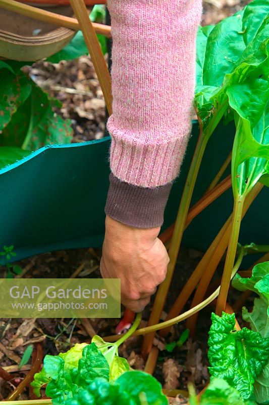 Woman gardener picking harvesting pulling Rhubarb - Rheum x hybridum 'Timperley Early' AGM