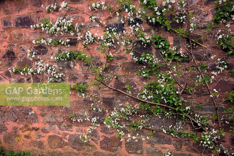 Prunus cerasus 'Morello'  - C -  AGM Espalier trained Cherry growing on North facing wall