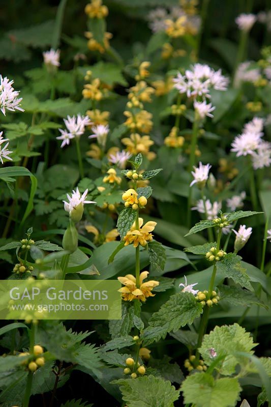 UK natives - Allium ursinum Â- ramsons, buckrams, wild garlic and Lamiastrum galeobdolon - Yellow Archangel