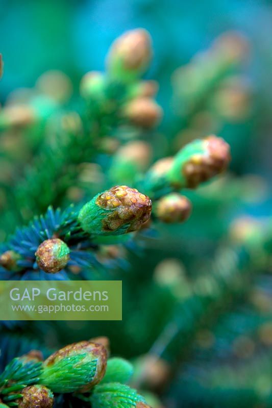 Picea sitchensis 'Papoose' morning dew on the expanding new shoots in spring
