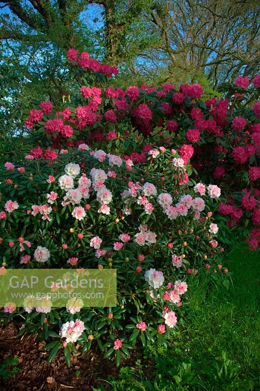 Rhododendron yakushimanum AGM with Rhododendron 'Cynthia' AGM