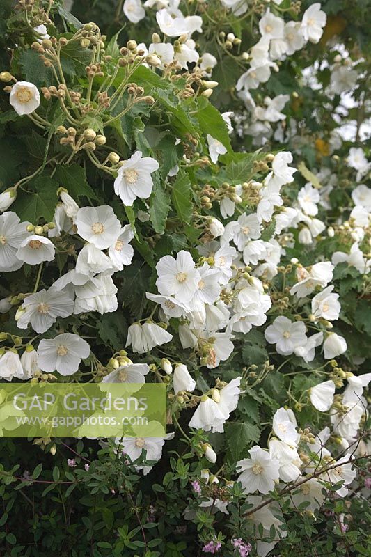 Abutilon vitifolium 'Tennant's White' AGM
