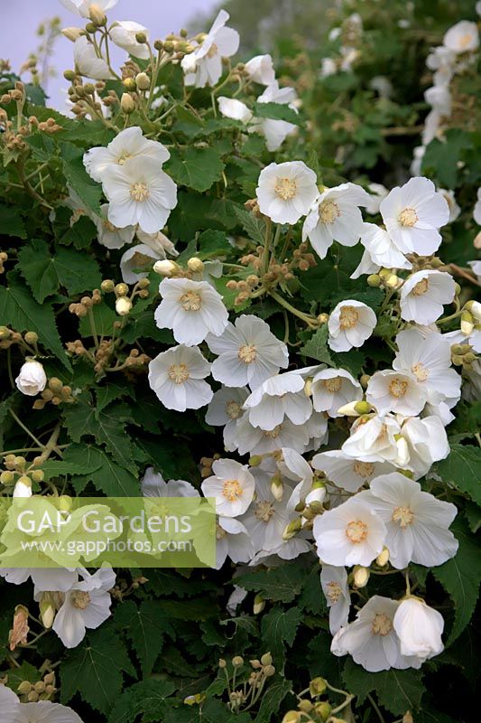 Abutilon vitifolium 'Tennant's White' AGM