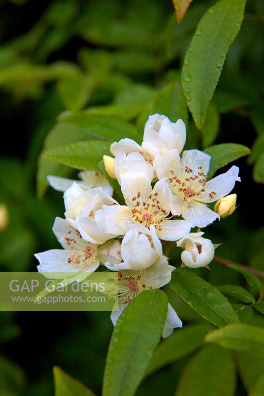 Rosa banksiae var. normalis  - Ra -  the fragrant white rambler